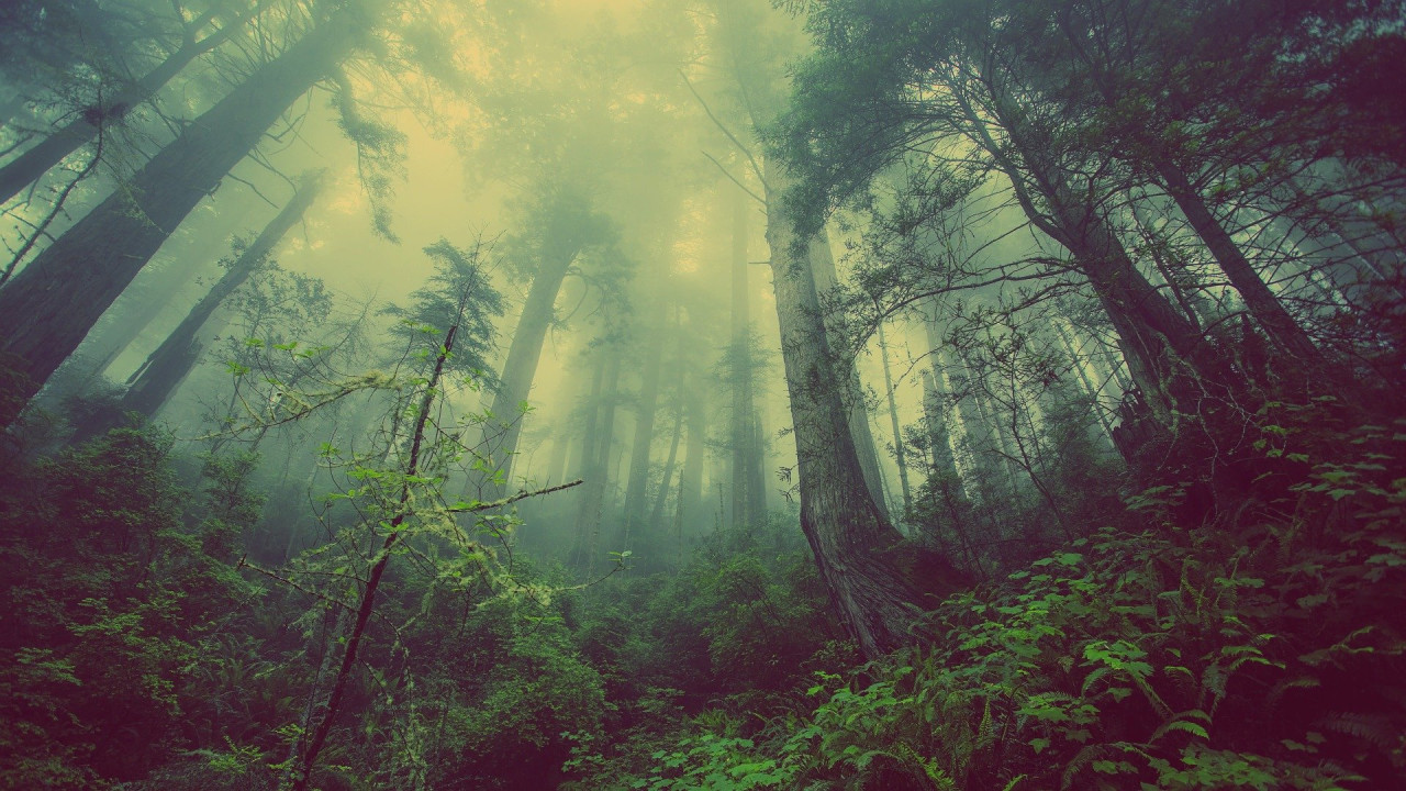 Millores ambientals 